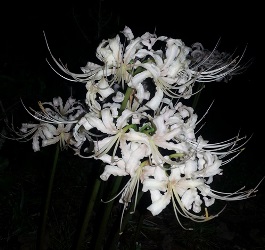 White Spider Lily, White September, White Hurricane Lily, White Surprise Lily, Lycoris x albiflora